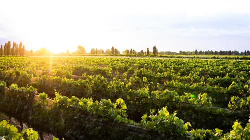 Cabañas Merlot - Tempranillo – Photos 5