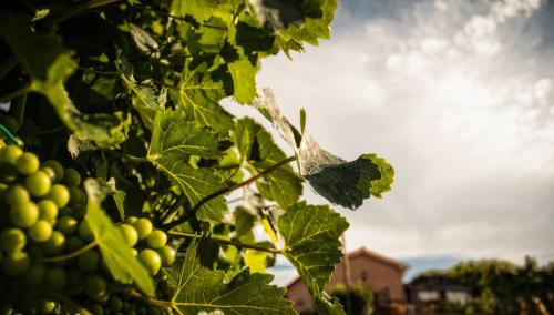 RosoraにあるVittoria Il Graditempo Country Houseのギャラリーの写真