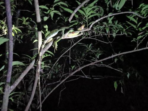 a bird sitting on a tree branch at night at FamilyHouse & Trekking in Banlung