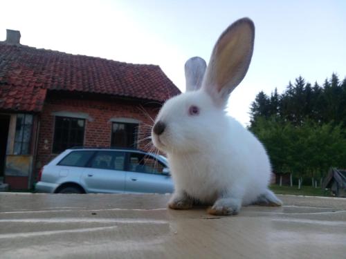 a white rabbit sitting on a table in front of a house at sosnowelowe in Lamkowo