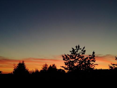 a sunset with silhouettes of trees in a field at Kleines Studio im Eichenwäldchen, 1 Zimmer Küche Bad in Friedrichsgrün
