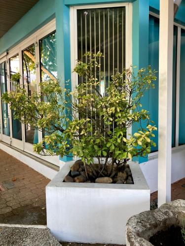 a plant in a pot in front of a building at LE ZANCHETTIN in Mont-de-Marsan