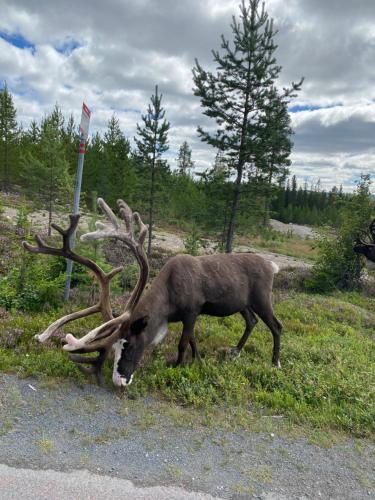 a reindeer with large antlers grazing on the side of a road at New cabin in fabulous Idre activity area in Idre