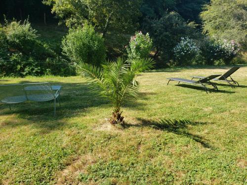 a palm tree and two benches in a park at Meublé de tourisme FONTARRABIE in Saint-Jacques