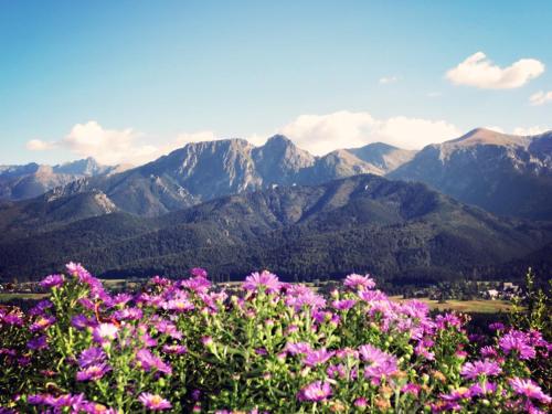a view of mountains with pink flowers in the foreground at Willa Anna in Kościelisko