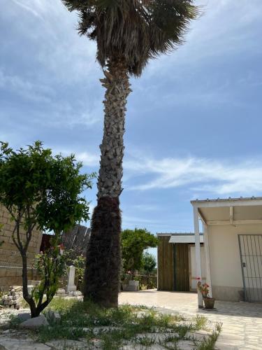 a palm tree with a face on it at Casetta di campagna da Enzo in Rilievo