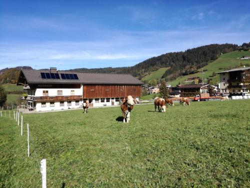 un gruppo di vacche che pascolano in un prato di fronte a un edificio di Moarhof Appartements a Niederau