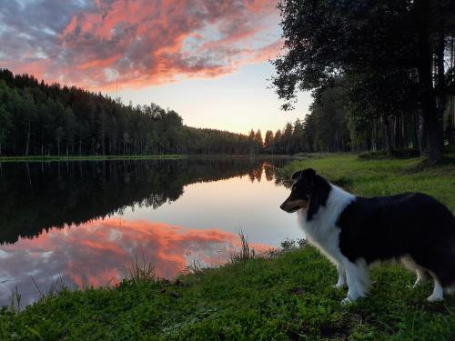 Imagen de la galería de saunamökki Rauhala,LaatuLomat, en Juva