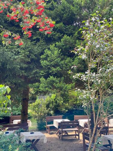 a park with benches and a tree with red flowers at Anielski Zakątek Solina - balia z jacuzzi i sauna w cenie pobytu in Solina