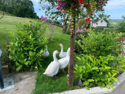 three white ducks standing in the grass in a garden at Molehill lodge in Swansea