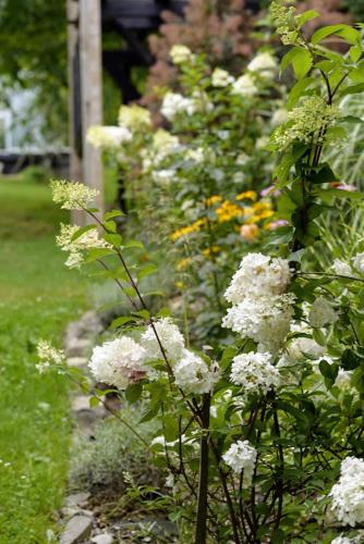 a garden filled with white flowers in a yard at Dom gościnny u Krupów in Polańczyk