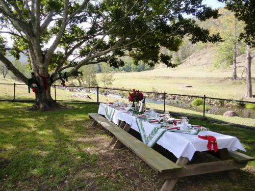 a picnic table under a tree in a field at Christmas Creek Café & Cabins in Lamington