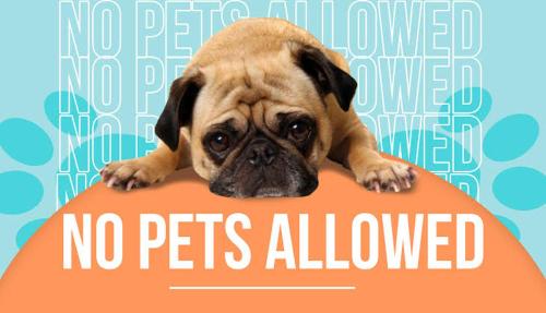 a pug dog is laying on an orange sign at Aqua Shack Jurien Bay in Jurien Bay