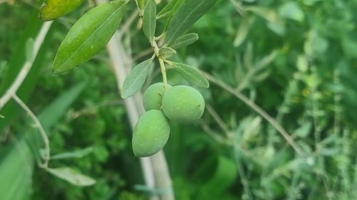 a bunch of green olives hanging from a tree at Olives in Arad