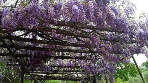 a wreath of purple flowers hanging from a pergola at Charming 4-Bed Cottage 15 minutes from Florence in Impruneta