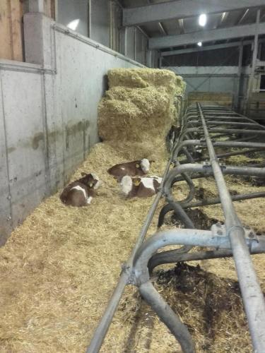 two baby lambs laying on hay in a barn at Burtscherhof in Braz in Ausserbraz