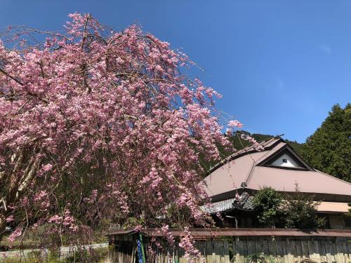 Takaにあるみのる庵のピンクの花の木