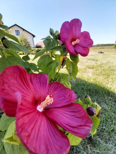 two pink flowers on a bush in a field at Mill House Apartment and Camping in Ljutomer