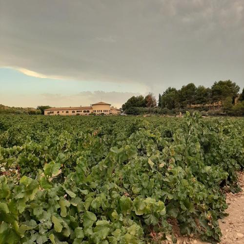HOTEL ENOTURISMO MAINETES, Fuente-Álamo – Updated 2023 Prices