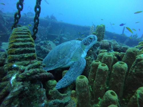 a green sea turtle swimming in the ocean at Jolie petite Villa sur une presqu’île in Le Gosier