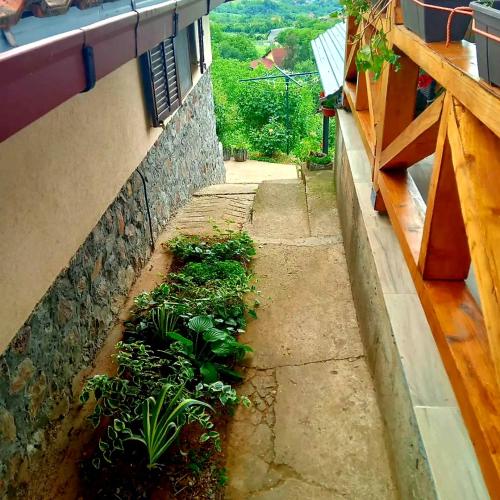 Zahrada ubytování Apartment Noletov vidikovac