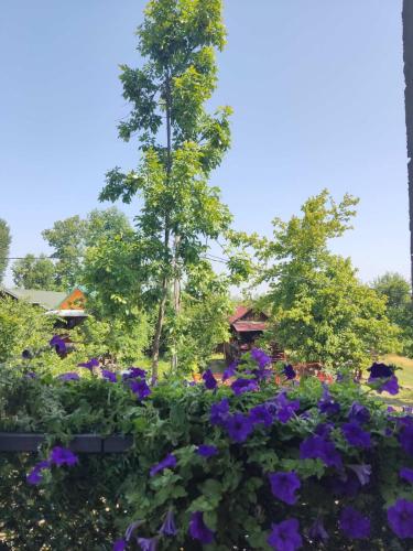 a garden with purple flowers and trees in the background at Vila ČAROLIJA Futog in Futog