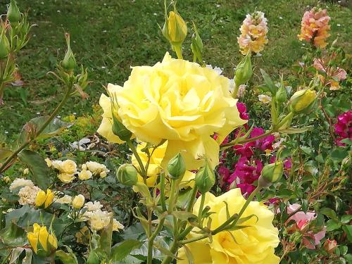 uma rosa amarela num jardim com outras flores em B&B RIPALTA em Sogliano al Rubicone