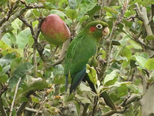 a green bird sitting on a branch of an apple tree at Cabinas las Manzanas Bed y Breakfast in El Copey