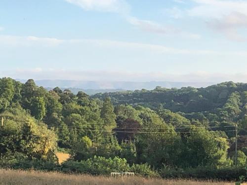 a view of a forest filled with lots of trees at The Nest Danehill in Haywards Heath
