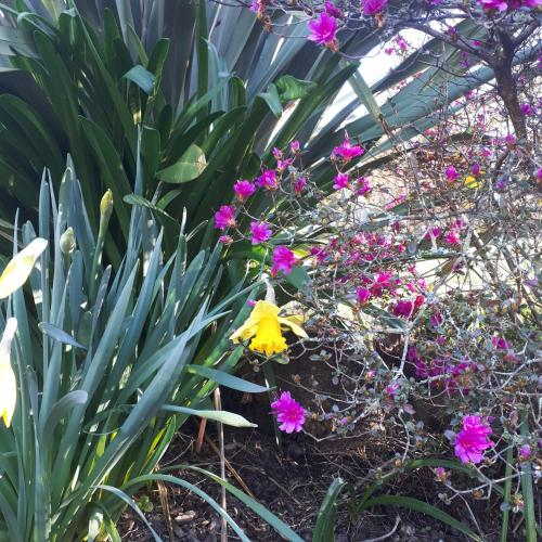 a yellow flower in a garden with purple flowers at māra in Mapua