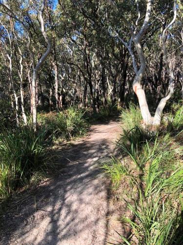 a dirt path through a forest with trees at The Husky House or Little Husky Studio Suite in Huskisson