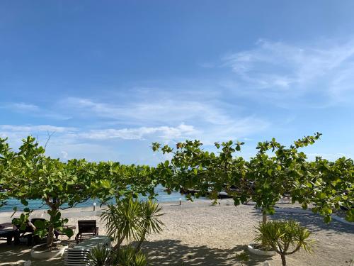 a beach with chairs and trees on the sand at Turtle Bay Dive Resort in Moalboal