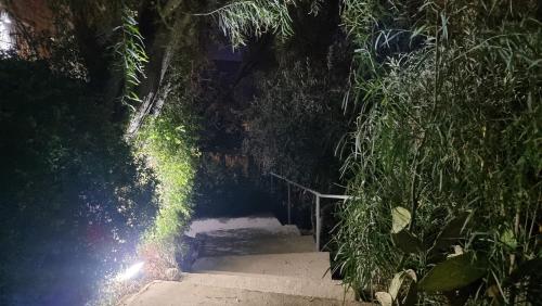 a stairway in a forest with trees and plants at Olives in Arad