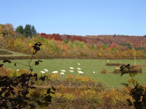 a herd of sheep grazing in a green field at Le Studio du Crot Noir in Cussy-en-Morvan