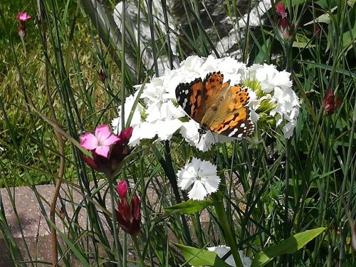 a butterfly is sitting on some white flowers at Bergblick App Fichte in Villnoss