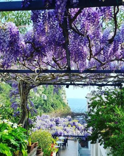 a bunch of purple flowers hanging from a tree at Hotel 4 Stagioni in Capri