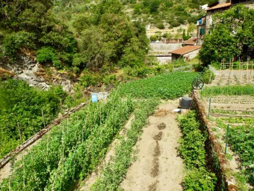 a farm with a dirt road in a field at Casa Celestine in Via Orsini Isolabona Liguria Italy Sleeps 5 in Isolabona