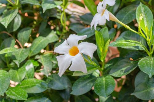 a group of white flowers on a plant at CasamargheRita in Muggia