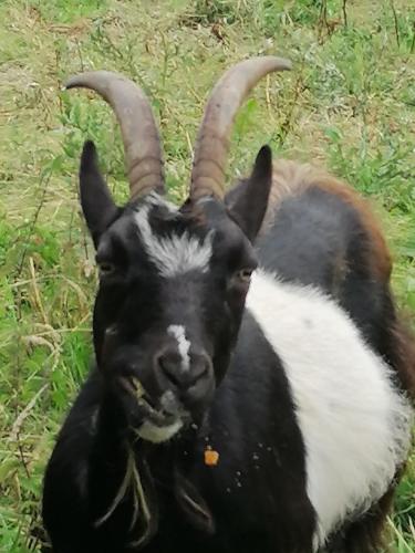 a black and white goat sitting in the grass at Atlantic Way Farmhouse in Lahinch