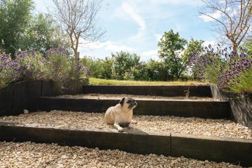a cat sitting on some stairs in a garden at Stunning Victorian Converted Mill, 3 BDR Retreat in Cheltenham