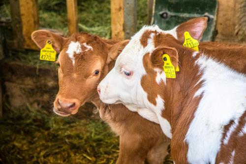two brown and white cows with yellow tags on their ears at Vorderreithbauer in Hof bei Salzburg