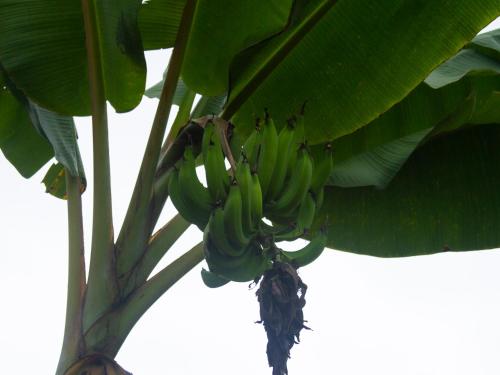 a bunch of bananas hanging from a banana tree at Blanca María in San Francisco