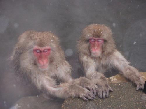 two monkeys sitting on a rock looking at the camera at Sakaeya in Yamanouchi