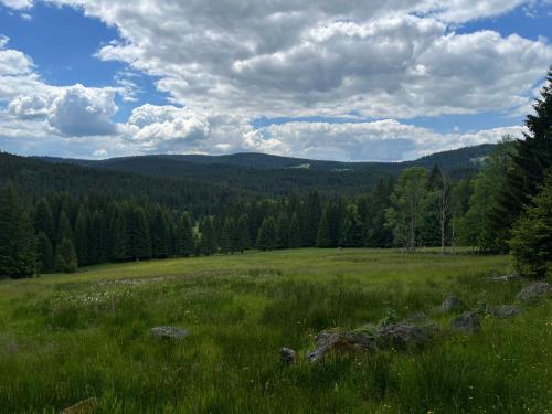 a field of grass with trees in the background at Apartmán Strážný in Strážný
