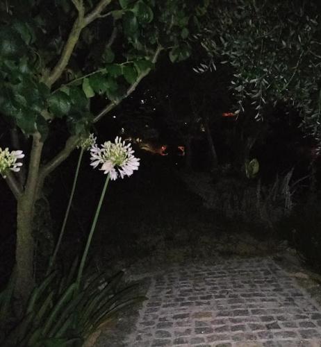 a plant with white flowers next to a tree at CRASTO PAYVA DOURO NATURE in Castelo de Paiva