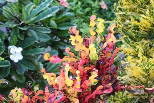 a bunch of colorful flowers in a garden at Amanda's Place Casa Amancer - sea view, pool and tropical garden in Caye Caulker