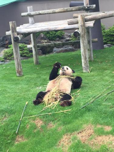 a panda bear laying in the grass under a bench at 白浜貸別荘2-76 in Kanayama