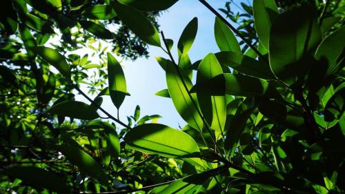 a tree with green leaves and the sky in the background at Hải An Homestay - Garden by the Beach in Phan Rang