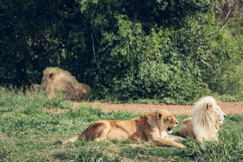 two lions laying in the grass in a field at Sofala Lodge in Mokopane