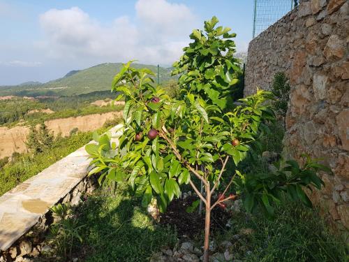 Gallery image of Vila Tatjana in Vuno